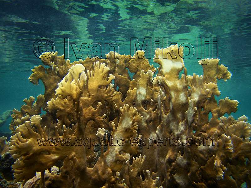 Fire Coral habitat